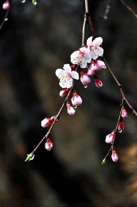 有哪些令你美到心醉的句子？