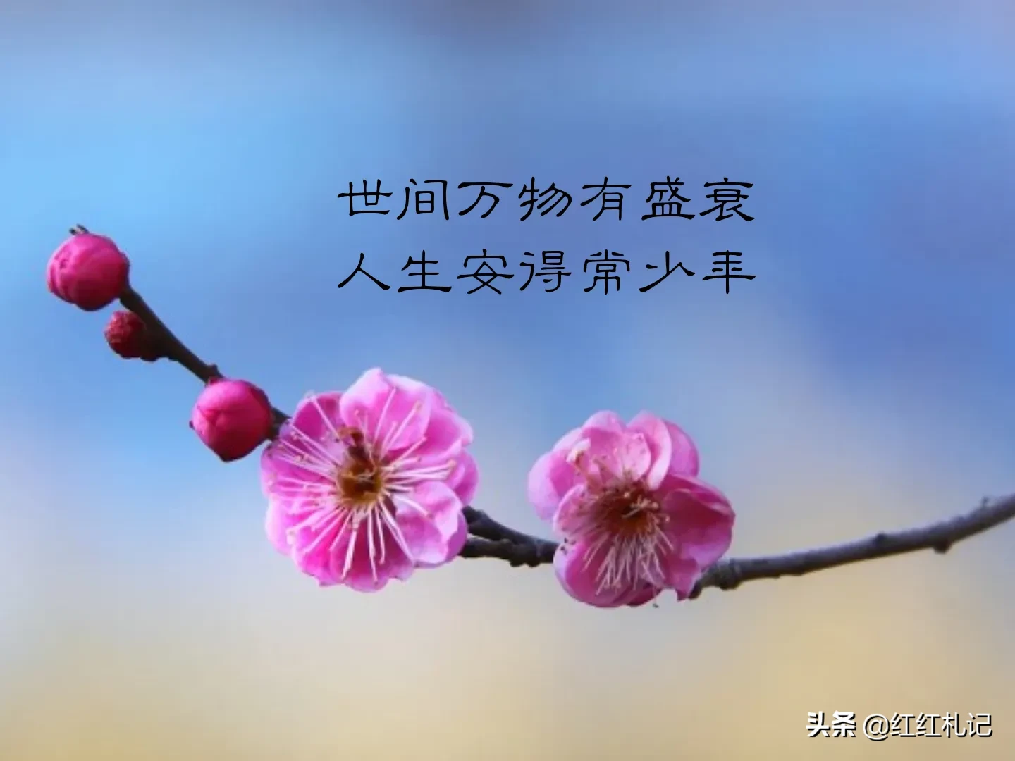 有哪些令你美到心醉的句子？