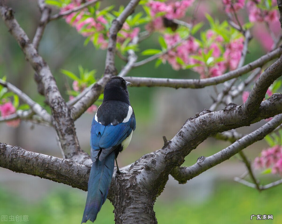 寒门为什么不能出贵子 农村风水先生出贵子