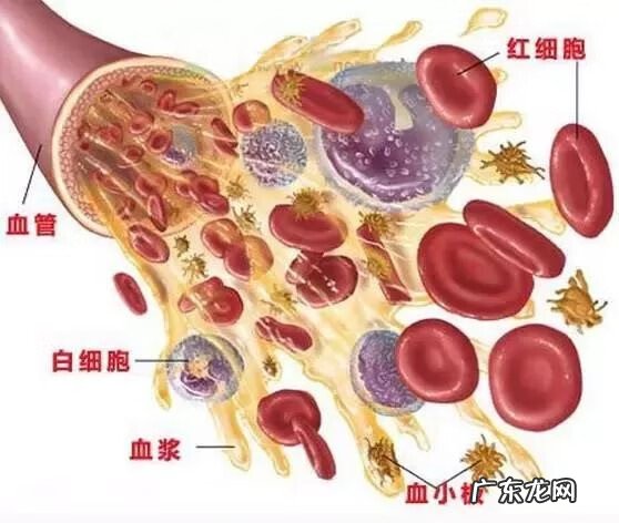 请问白细胞低是什么原因 白细胞低是什么原因,严重吗