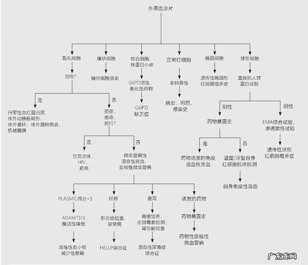 溶血病是什么病严重吗 溶血是什么意思有危险