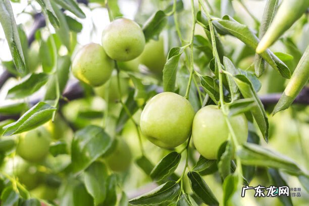 梅花种别墅风水好吗 院子载梅花的风水