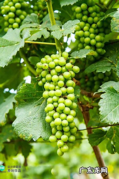 梅花种别墅风水好吗 院子载梅花的风水