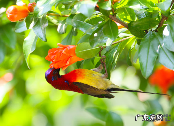 梅花种别墅风水好吗 院子载梅花的风水