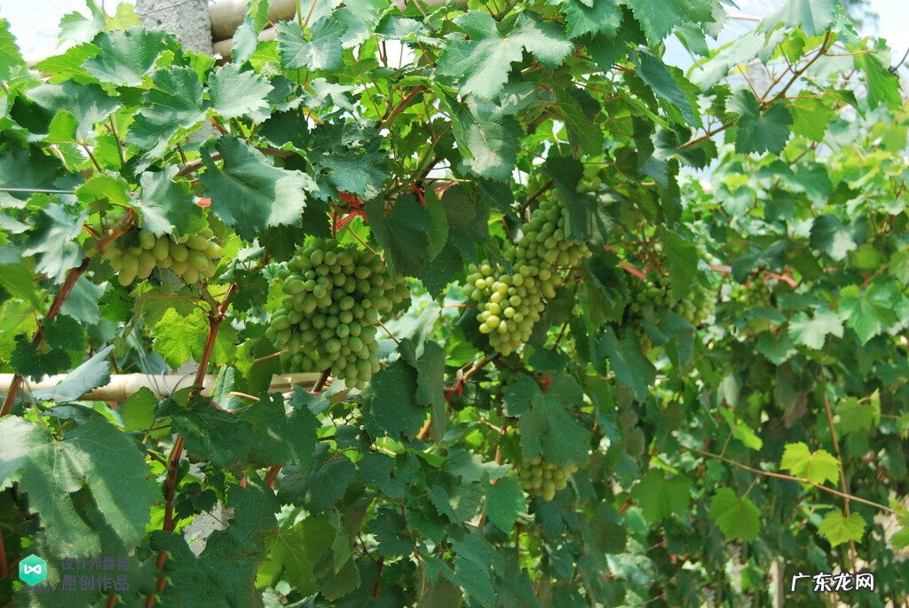 梅花种别墅风水好吗 院子载梅花的风水