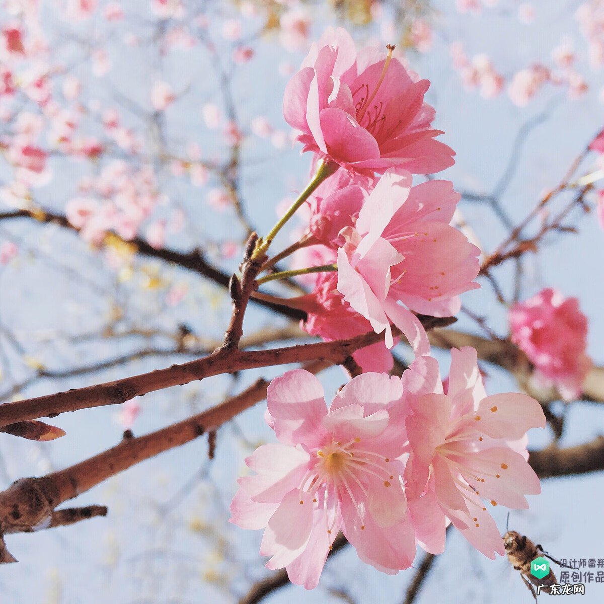 梅花种别墅风水好吗 院子载梅花的风水