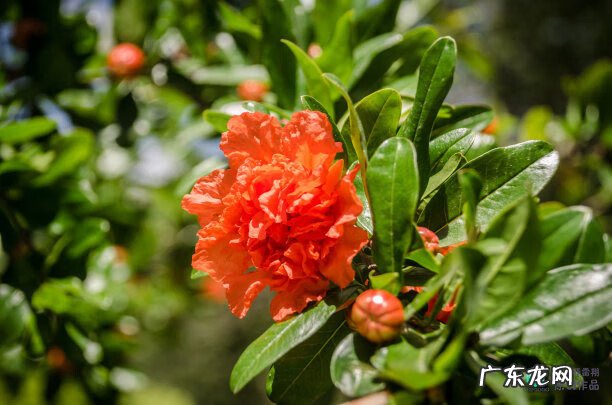 梅花种别墅风水好吗 院子载梅花的风水