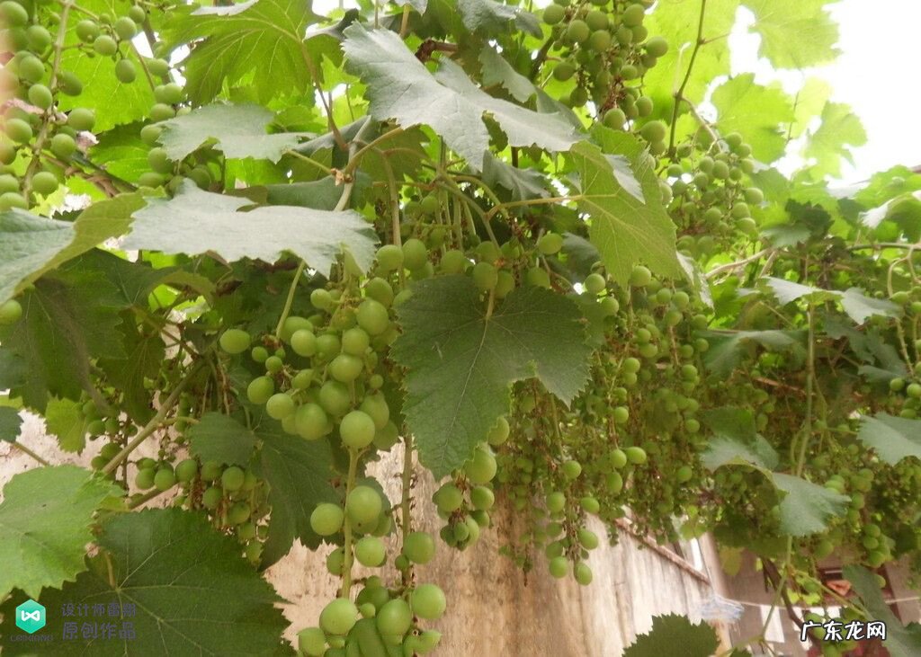 梅花种别墅风水好吗 院子载梅花的风水