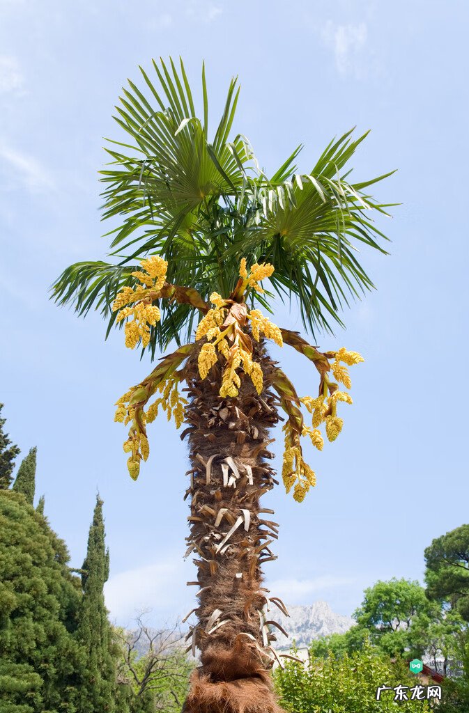 梅花种别墅风水好吗 院子载梅花的风水