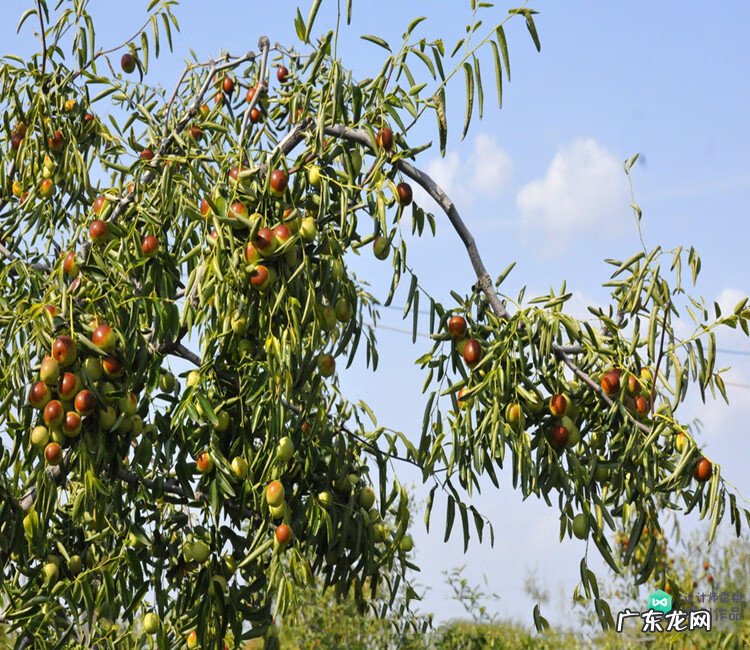 梅花种别墅风水好吗 院子载梅花的风水
