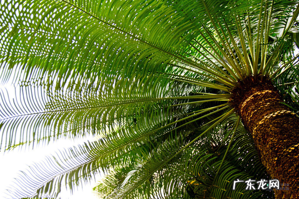 梅花种别墅风水好吗 院子载梅花的风水
