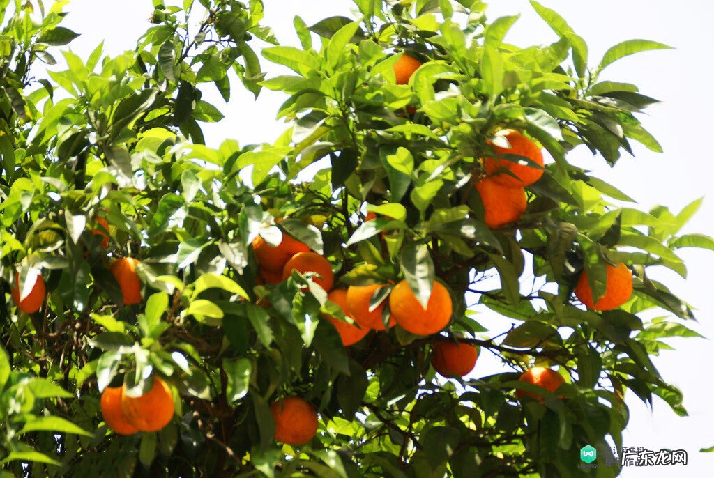 梅花种别墅风水好吗 院子载梅花的风水