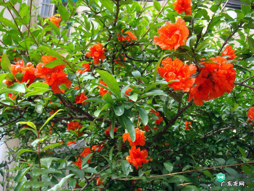 梅花种别墅风水好吗 院子载梅花的风水