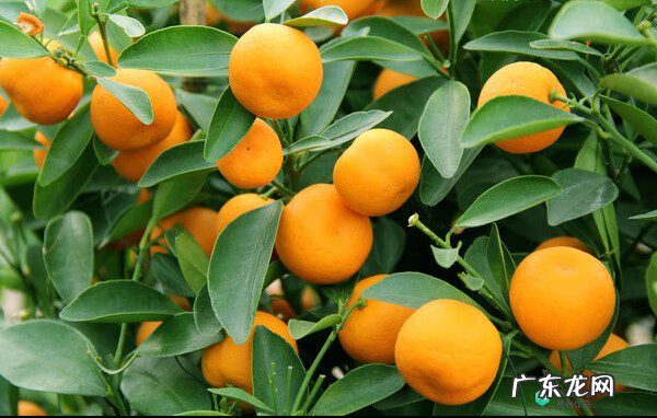 梅花种别墅风水好吗 院子载梅花的风水