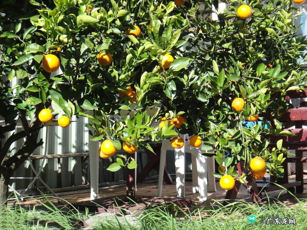 梅花种别墅风水好吗 院子载梅花的风水