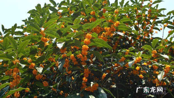 梅花种别墅风水好吗 院子载梅花的风水