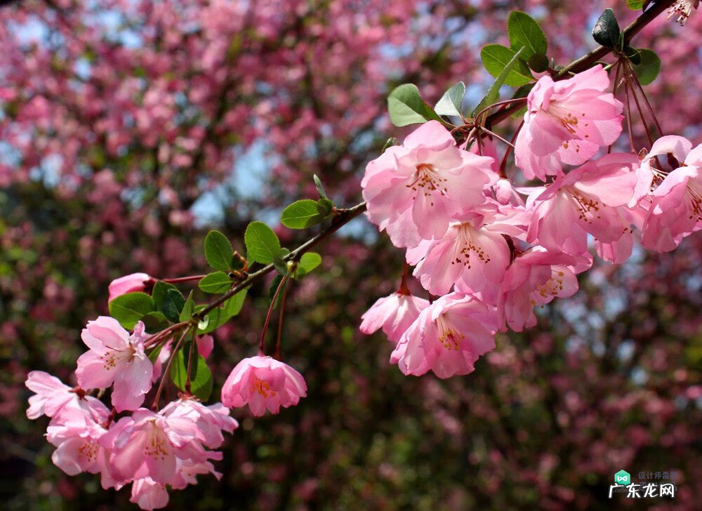 梅花种别墅风水好吗 院子载梅花的风水