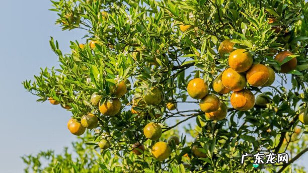 梅花种别墅风水好吗 院子载梅花的风水