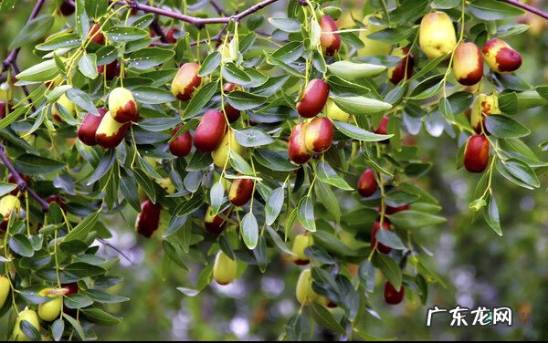 梅花种别墅风水好吗 院子载梅花的风水
