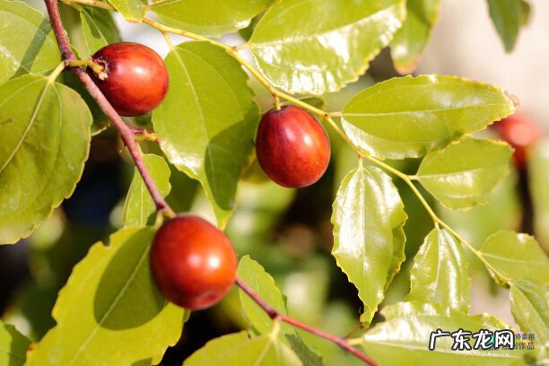 梅花种别墅风水好吗 院子载梅花的风水