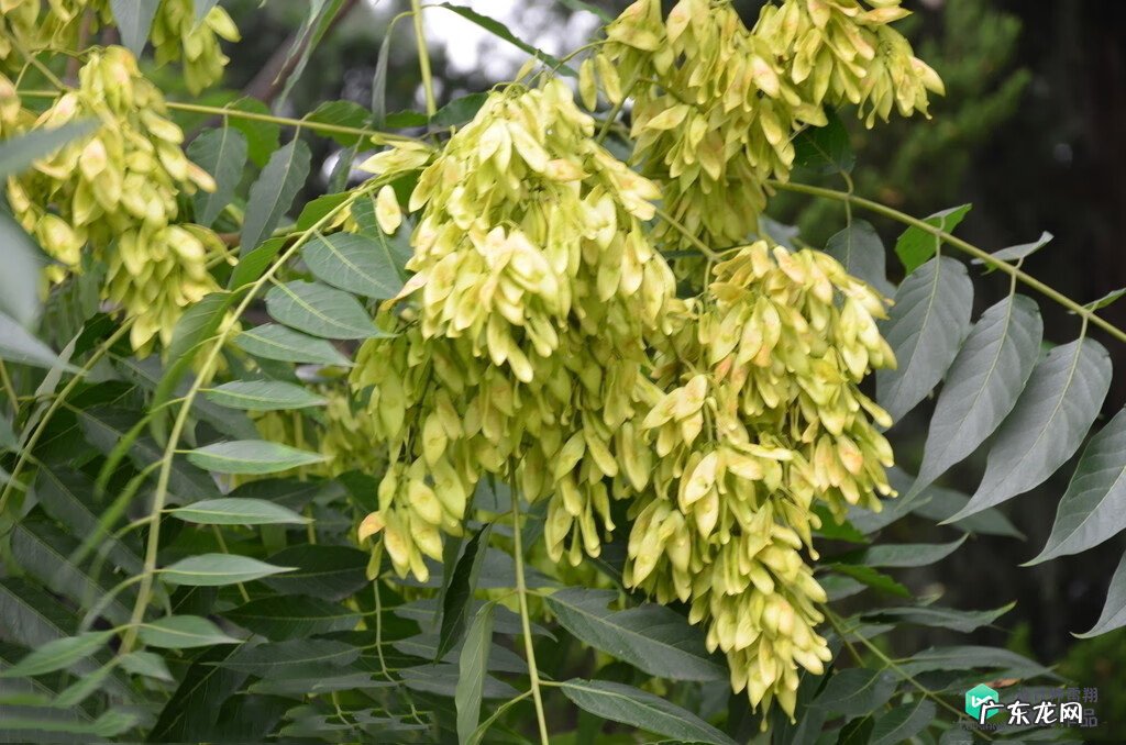 梅花种别墅风水好吗 院子载梅花的风水