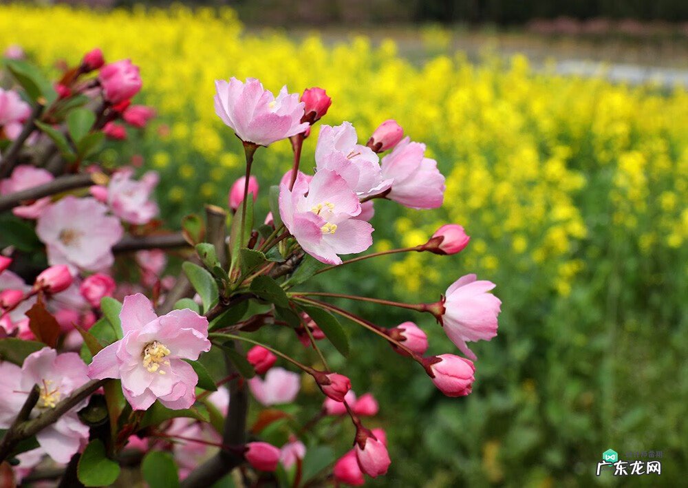 梅花种别墅风水好吗 院子载梅花的风水