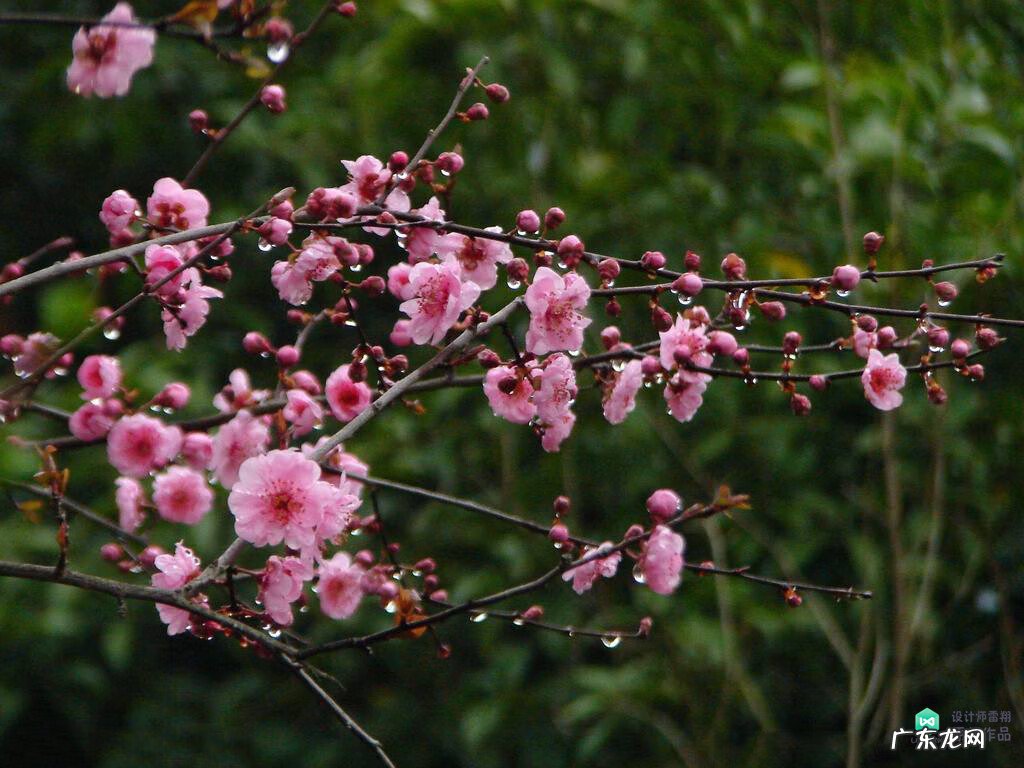 梅花种别墅风水好吗 院子载梅花的风水