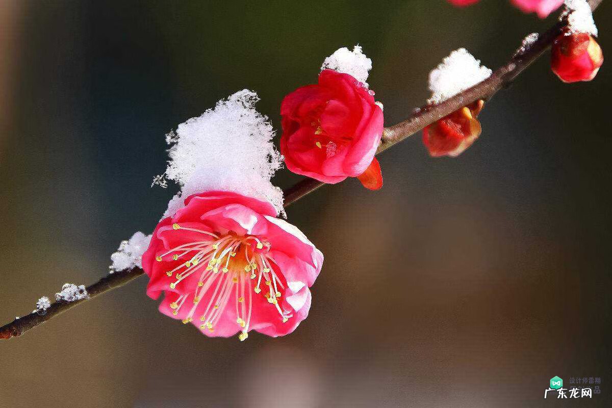 梅花种别墅风水好吗 院子载梅花的风水