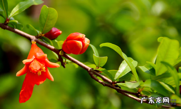 梅花种别墅风水好吗 院子载梅花的风水
