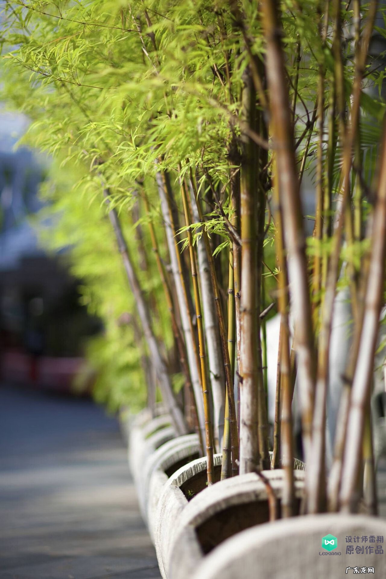 梅花种别墅风水好吗 院子载梅花的风水
