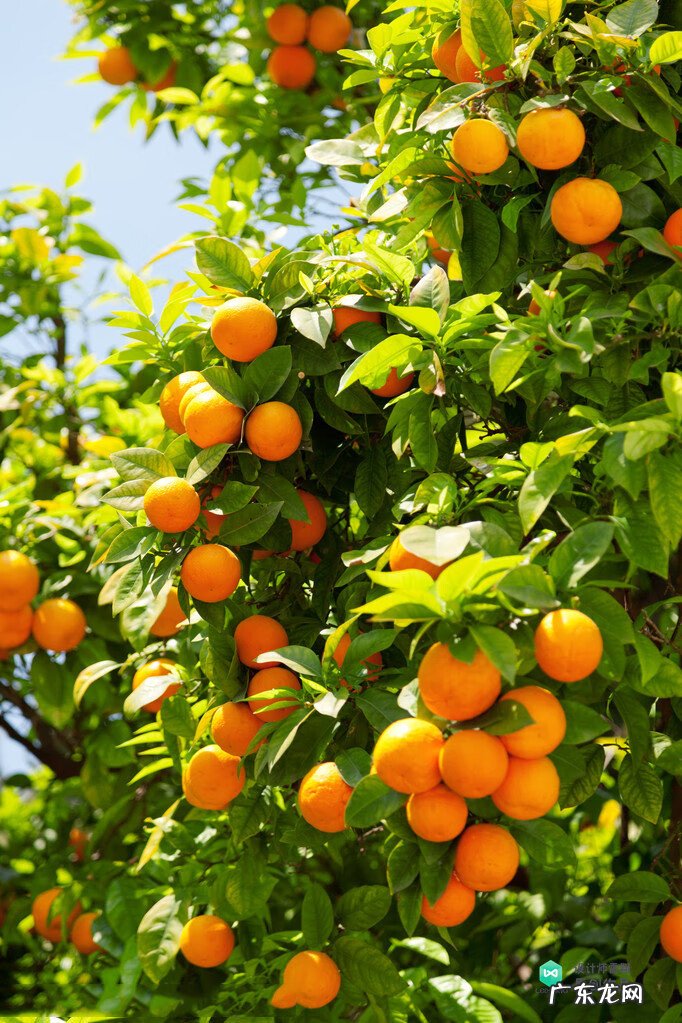 梅花种别墅风水好吗 院子载梅花的风水