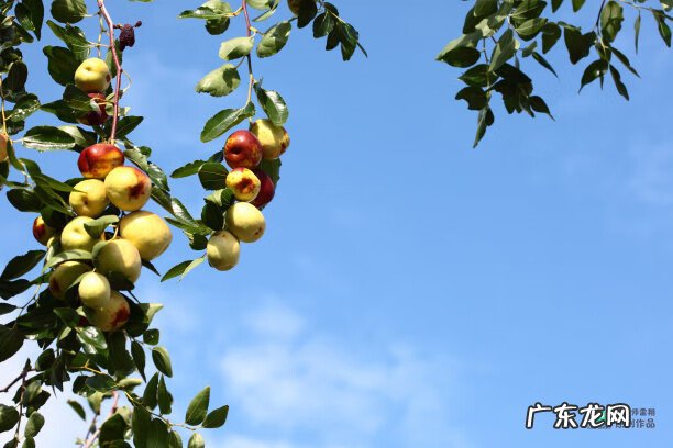 梅花种别墅风水好吗 院子载梅花的风水