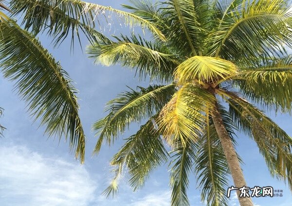 梅花种别墅风水好吗 院子载梅花的风水