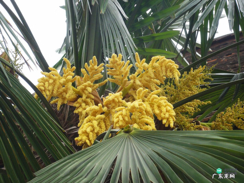 梅花种别墅风水好吗 院子载梅花的风水