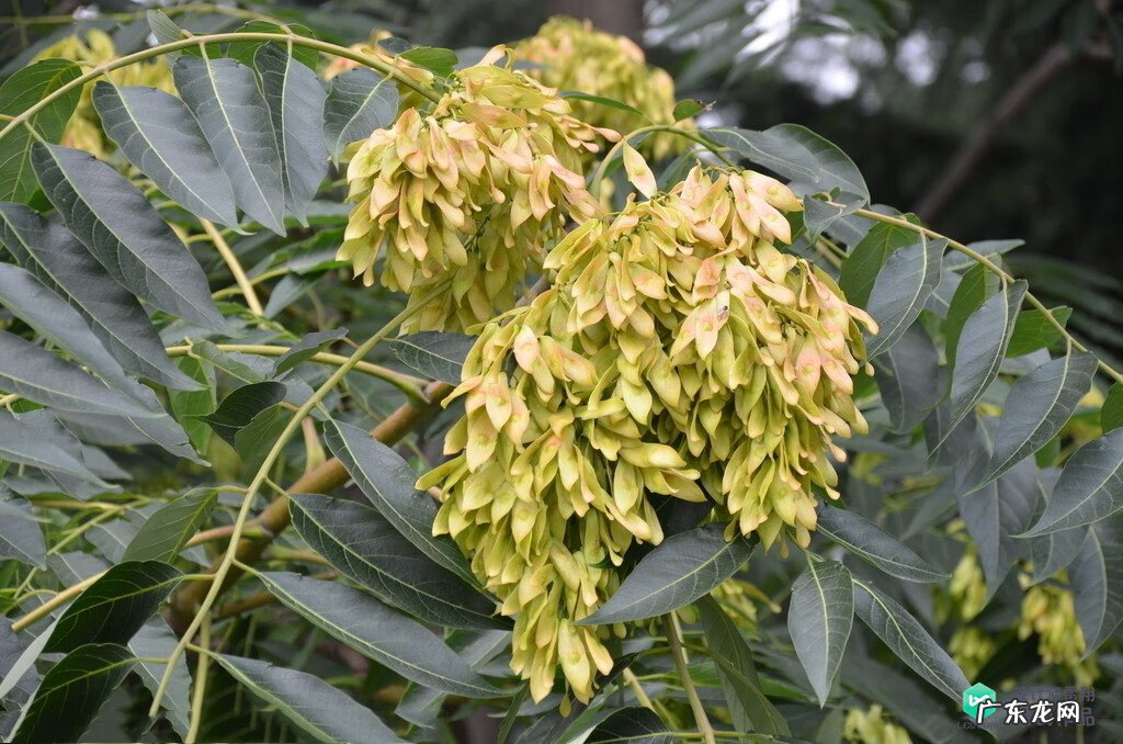 梅花种别墅风水好吗 院子载梅花的风水