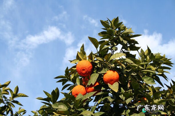 梅花种别墅风水好吗 院子载梅花的风水