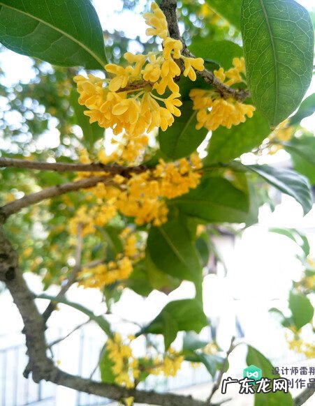 梅花种别墅风水好吗 院子载梅花的风水