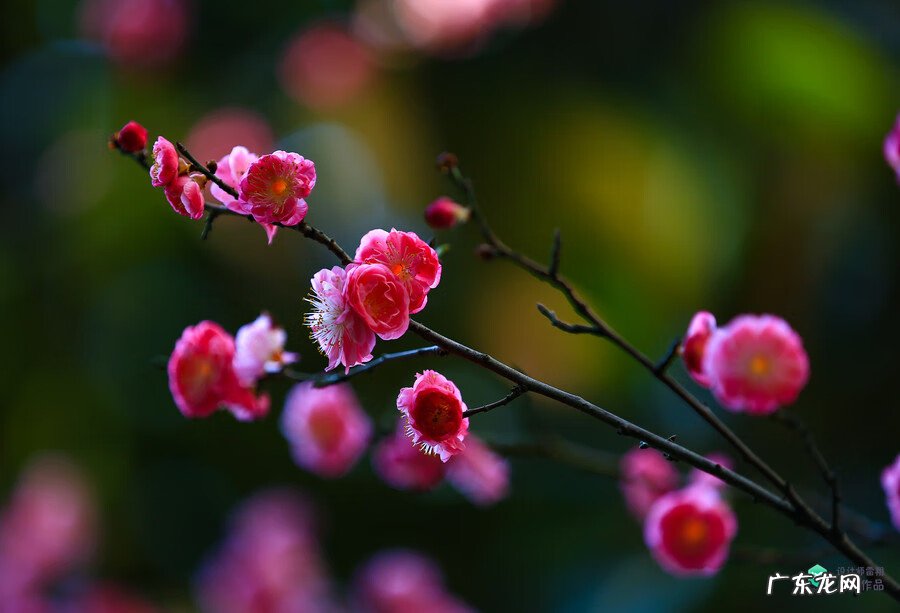梅花种别墅风水好吗 院子载梅花的风水