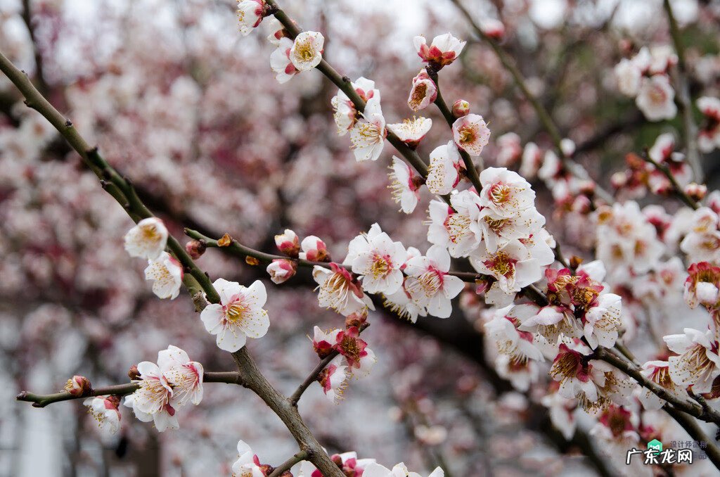 梅花种别墅风水好吗 院子载梅花的风水