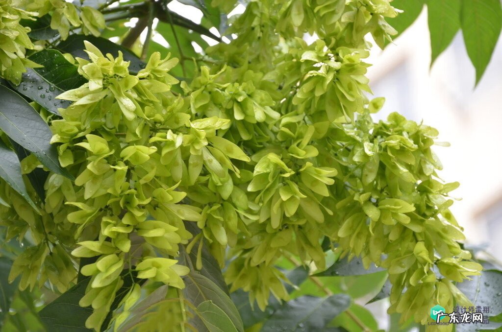 梅花种别墅风水好吗 院子载梅花的风水