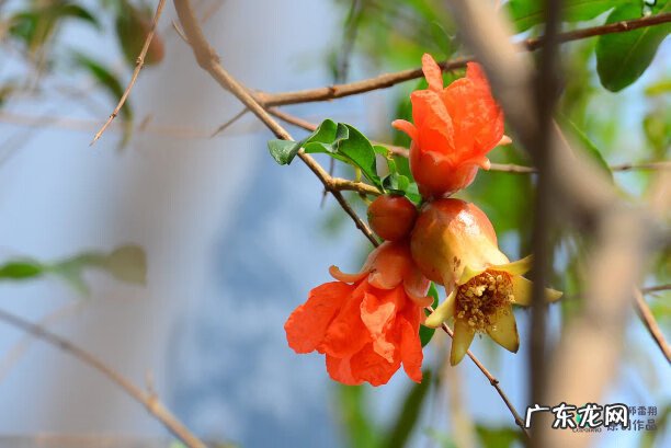 梅花种别墅风水好吗 院子载梅花的风水