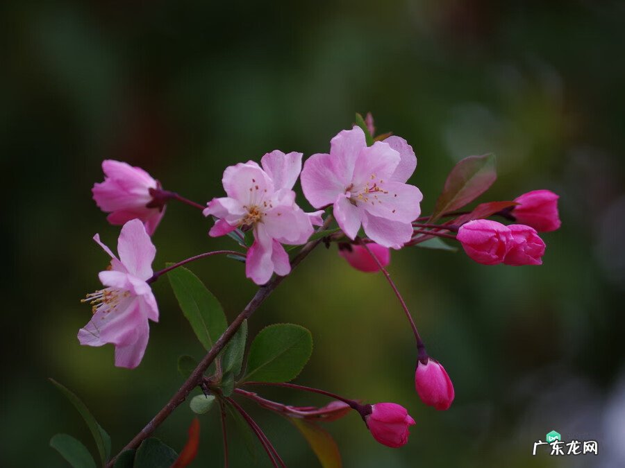 梅花种别墅风水好吗 院子载梅花的风水