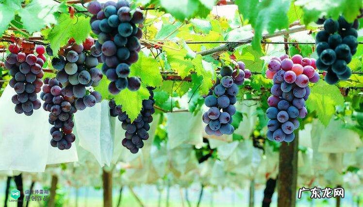 梅花种别墅风水好吗 院子载梅花的风水