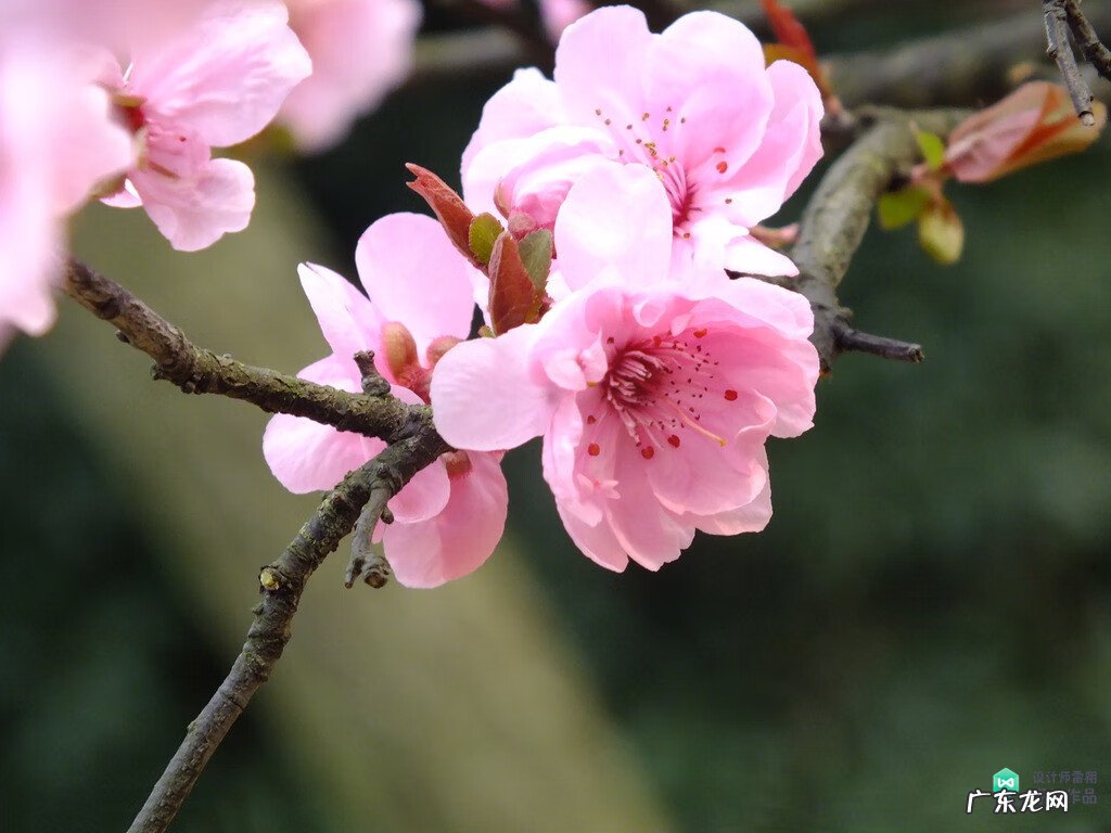 梅花种别墅风水好吗 院子载梅花的风水