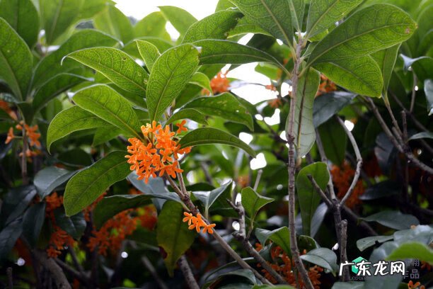 梅花种别墅风水好吗 院子载梅花的风水