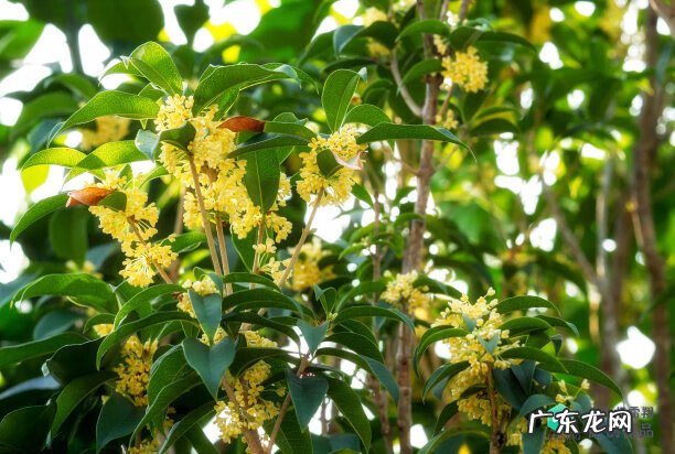 梅花种别墅风水好吗 院子载梅花的风水