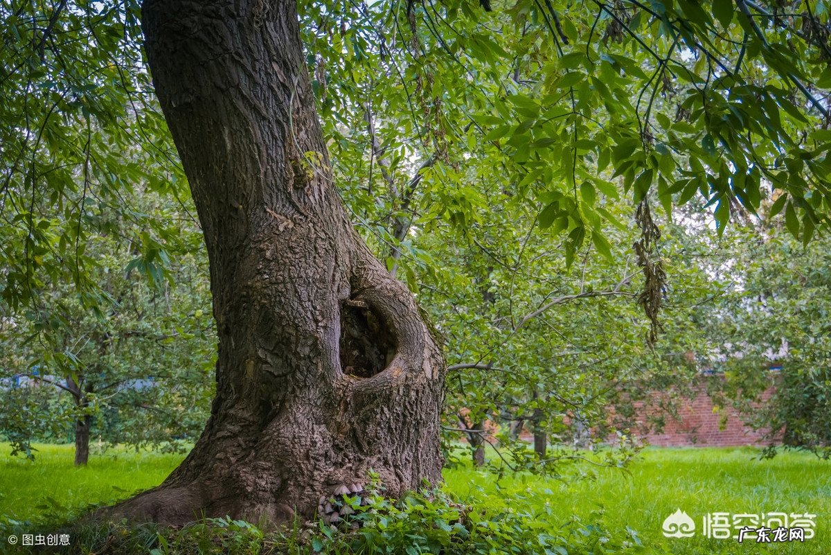 农村有些空心的老树为什么还能活?
