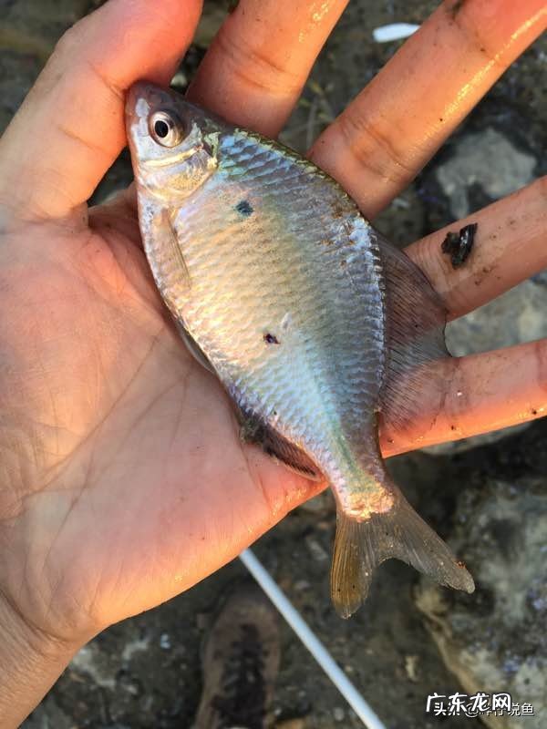 有什么好看的冷水观赏鱼?