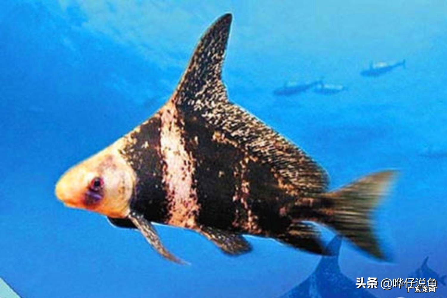 有什么好看的冷水观赏鱼?