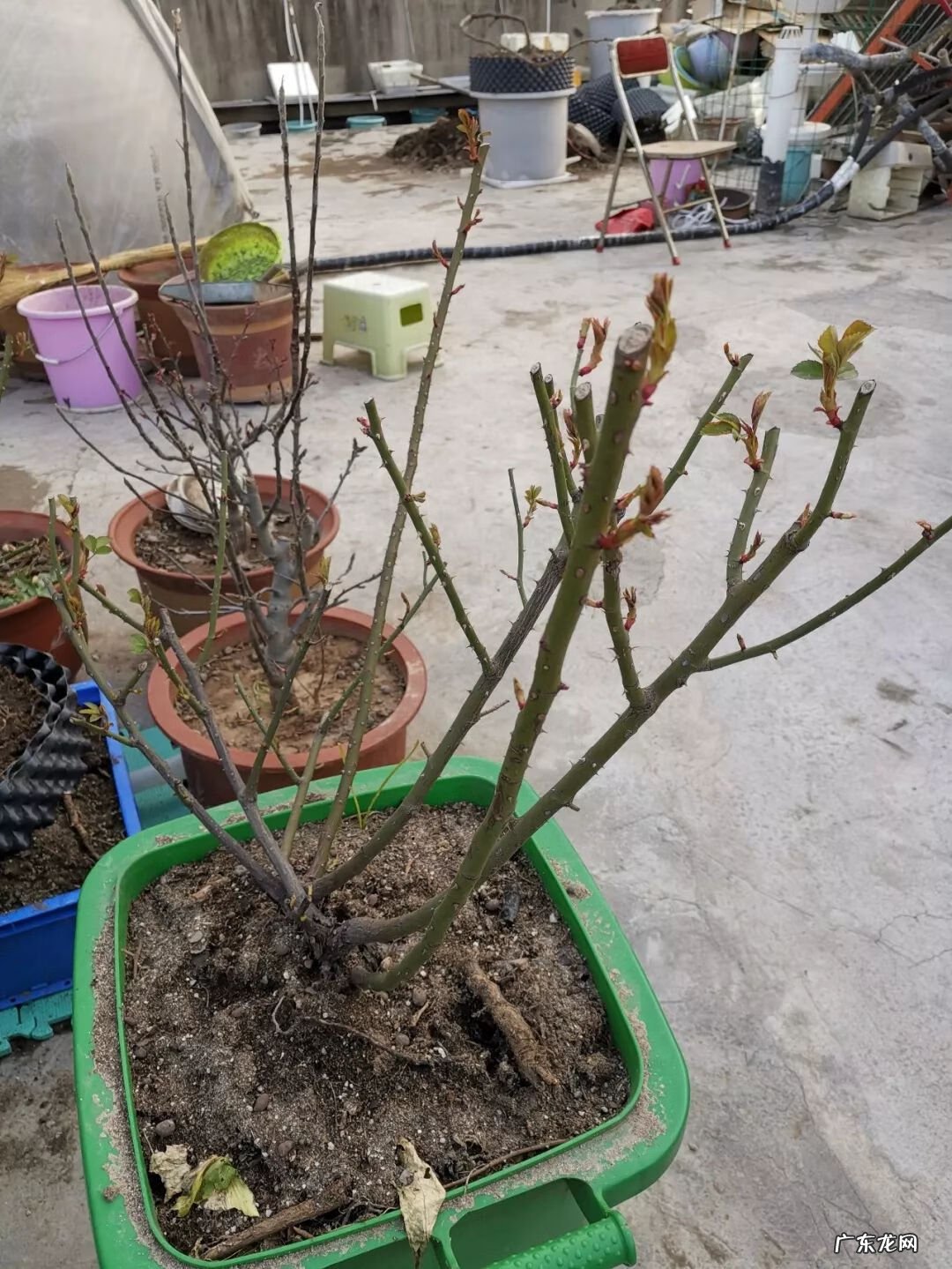 屋顶有树会影响风水吗 楼顶有树 风水